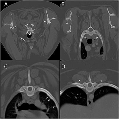American Canine Hepatozoonosis Causes Multifocal Periosteal Proliferation on CT: A Case Report of 4 Dogs
